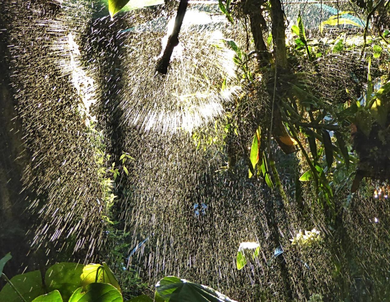 Pura Vida Hotel Alajuela Dış mekan fotoğraf