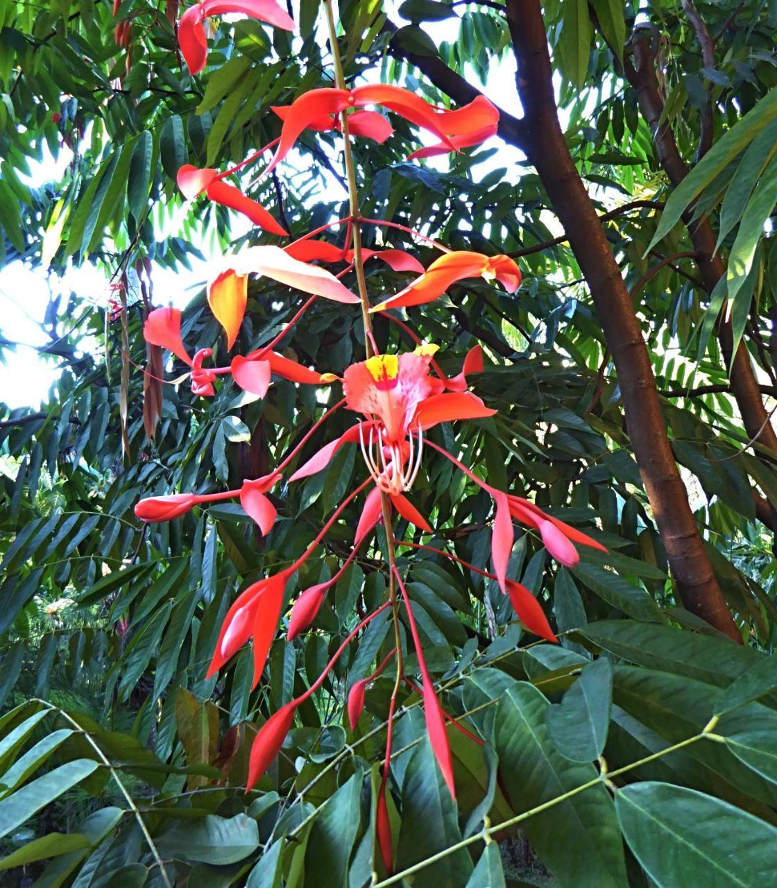 Pura Vida Hotel Alajuela Dış mekan fotoğraf