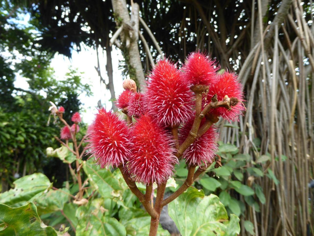 Pura Vida Hotel Alajuela Dış mekan fotoğraf